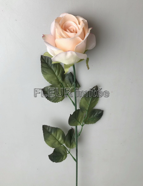Růže 7cm/ 60cm   MGHT  12/480