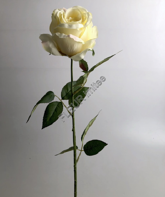 Růže Ohio x1 67cm 24/240