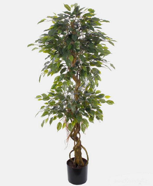 Ficus Swedish 180cm (green/white)