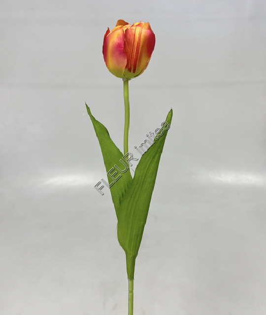 Tulipán x1 55cm 12/480