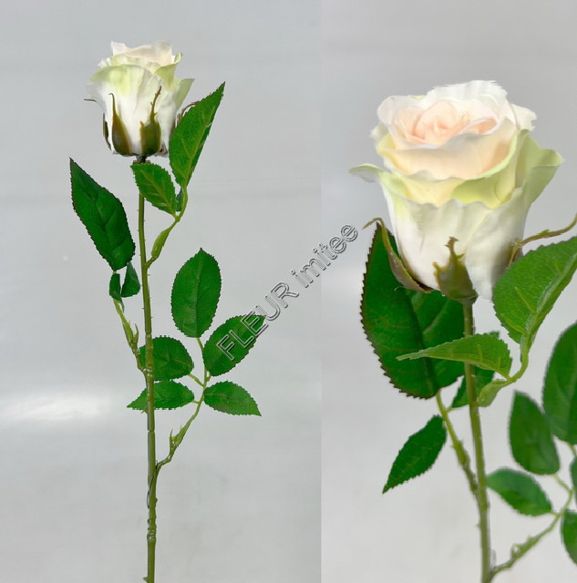 Růže x1 72cm A004  48/240