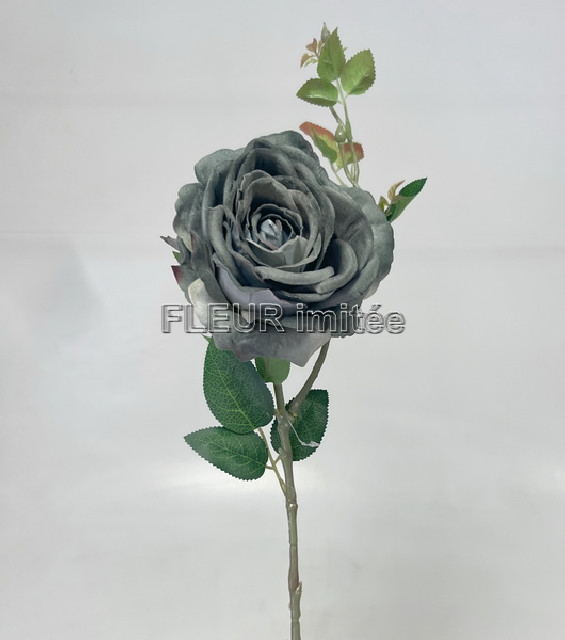 Růže LUISA  70cm 24/192
