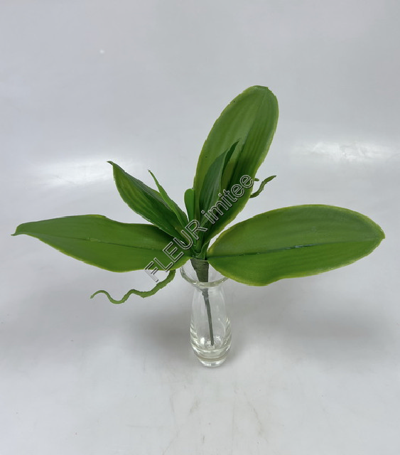 Listy orchidea x7 30cm 36/360