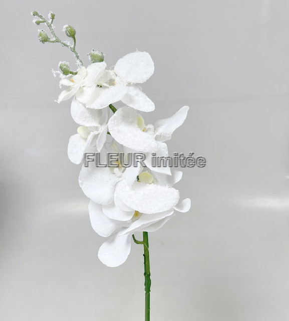Orchidea zasněž.85cm 6/96