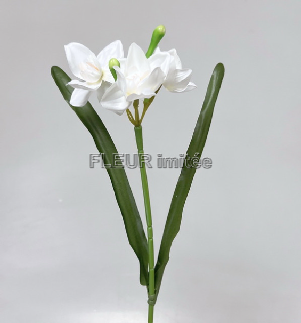 Narcis x3 42cm 12/144