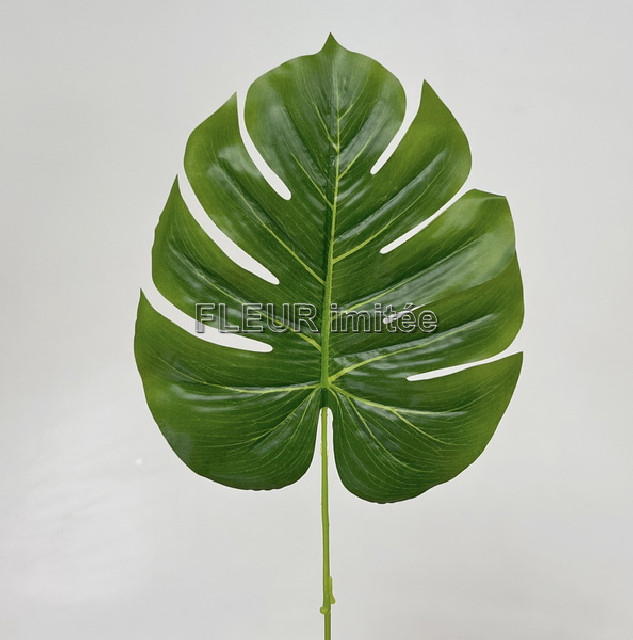 List monstera 57cm  12/72