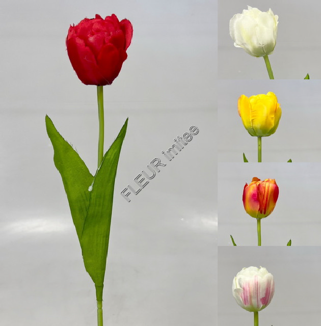 Tulipán x1 55cm 1/480