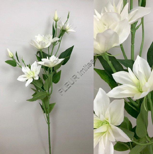 Clematis x7 82cm S508 36/360