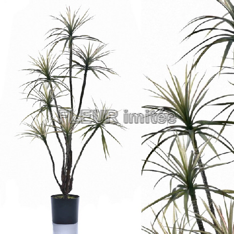 Dracena latex x7 125cm