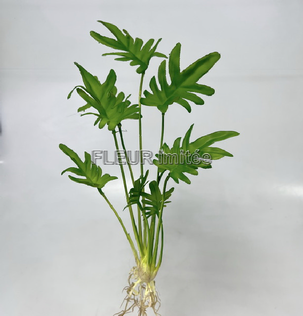 Philodendron s kořín.x9 45cm 12/144