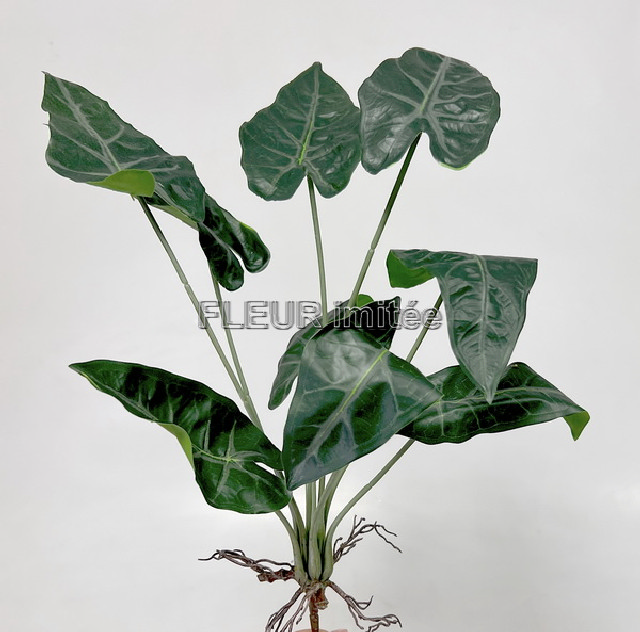 Alocasia s kořínky 35cm 36/108