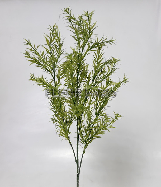 Asparagus x5 63cm 36/216