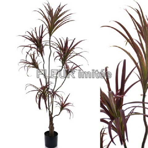 Dracena latex x7  160cm