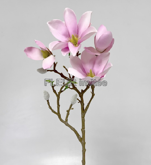 Magnolie 60cm 36/180