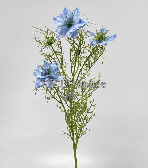 Nigella 60cm 24/240