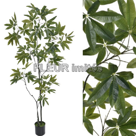 Schefflera  kieř 240cm 1/2