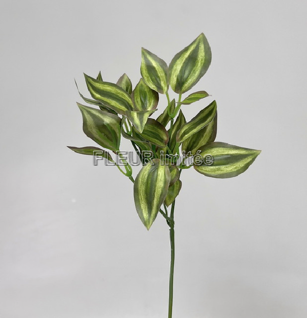 Tradescantia záp.35cm 12/192