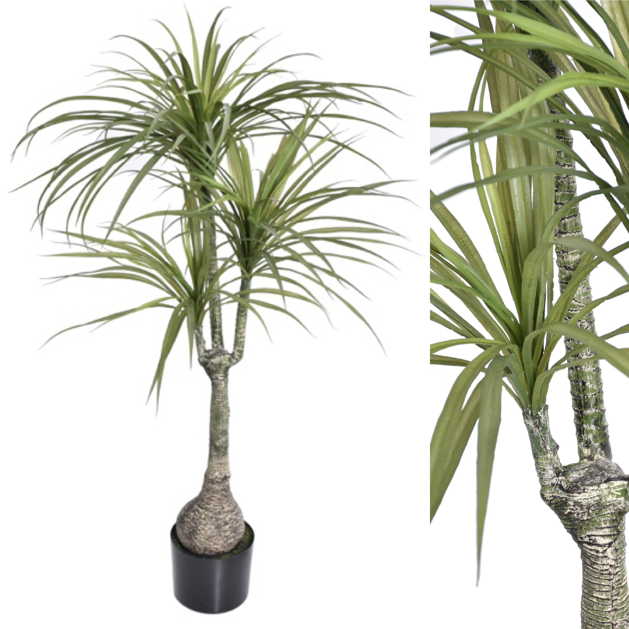 Yucca x3 150cm 1/2