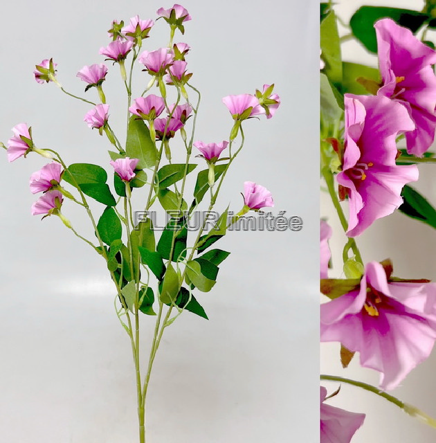 Clematis x4 89cm  18/180